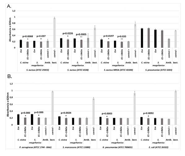  Actividad antimicrobiana de las excreciones y secreciones nativas y de las menores de 10 kDa de C. vicina y S. magellanica. A. Actividad frente a bacterias Gram positivas. B. Actividad frente a bacterias Gram positivas. La sensibilidad bacteriana se evalu&oacute; mediante pruebas de turbidimetr&iacute;a. * Diferencia significativa: p<0,05 ** Diferencia muy significativa: p<0,001