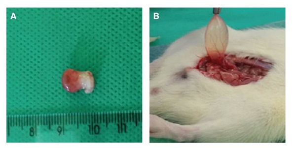 Swollen bladder with telangiectasia from group IB (treatment). B. Bladder from Group IA (control)