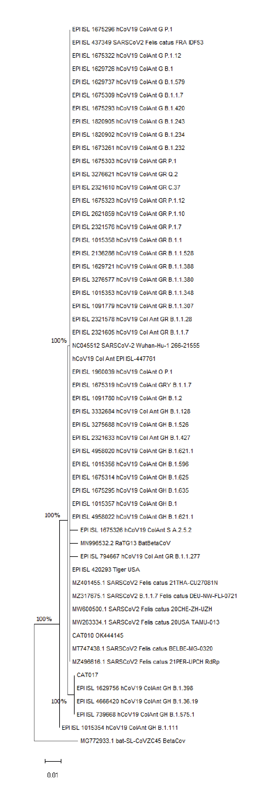 &Aacute;rbol filogen&eacute;tico inferido utilizando las 54 secuencias previamente recuperadas en el GenBank y GISAD, mediante el m&eacute;todo de m&aacute;xima verosimilitud. Se muestra el &aacute;rbol con la mayor probabilidad logar&iacute;tmica (-1.141,39). Este an&aacute;lisis involucr&oacute; 58 secuencias de amino&aacute;cidos. Hubo un total de 197 posiciones en el conjunto final de datos. Los &aacute;rboles iniciales para la b&uacute;squeda heur&iacute;stica se obtuvieron autom&aacute;ticamente aplicando los algoritmos Neighbour-Join y BioNJ a una matriz de distancias por pares, estimadas utilizando el modelo JTT, y luego seleccionando la topolog&iacute;a con un valor de probabilidad logar&iacute;tmico superior.