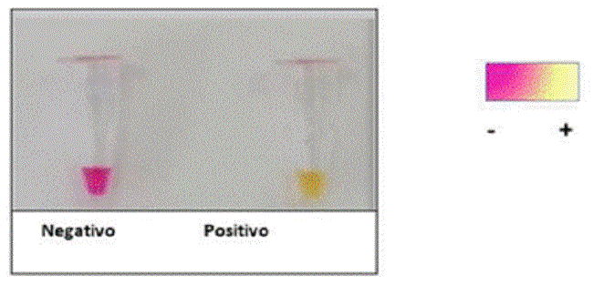 Resultado colorim&eacute;trico de RT-LAMP. Reacci&oacute;n color rosa: muestra negativa para SARS-CoV-2. Reacci&oacute;n color amarillo: resultado positivo para el gen N del SARS-CoV-2
