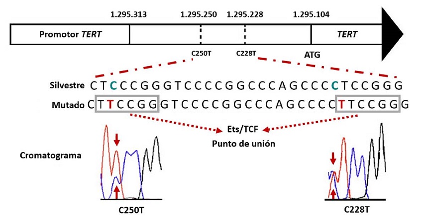 Esquema de la regi&oacute;n promotora de TERT con la numeraci&oacute;n de los nucle&oacute;tidos en el cromosoma 5. Se muestra la secuencia de ADN de la regi&oacute;n hotspot con una hebra de tipo silvestre y una mutada, donde se evidencia el intercambio de una citosina por una timina (representada en rojo). Cada mutaci&oacute;n conduce a un nuevo punto de uni&oacute;n para los factores de transcripci&oacute;n de E-26 y para los complejos de los factores ternarios (Ets/TCF) (resaltados por rect&aacute;ngulos de color gris). Los cromatogramas de secuenciaci&oacute;n muestran las mutaciones heterocigotas C228T y C250T (indicadas por las flechas).