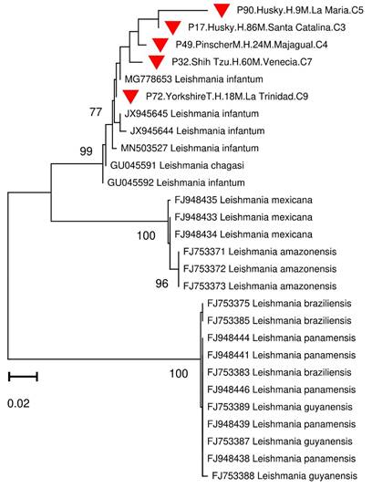 Dendrograma neighbor-joining (distancias K2P) de comparaciones pareadas de ITS1 de cepas de Leishmania spp. obtenidas de perros de la zona urbana de la ciudad de Sincelejo (tri&aacute;ngulo rojo). Los c&oacute;digos de estas secuencias presentan informaci&oacute;n adicional del perro, como raza, sexo, edad (en meses), barrio y comuna de procedencia.
