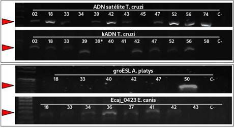 Electroforesis en geles de agarosa al 1,5 % de productos de PCR del tama&ntilde;o esperado para Trypanosoma cruzi (ADN sat&eacute;lite y kADN, panel superior) y PCR espec&iacute;ficas para agentes transmitidos por garrapatas, Anaplasma platys y Ehrlichia canis (panel inferior)