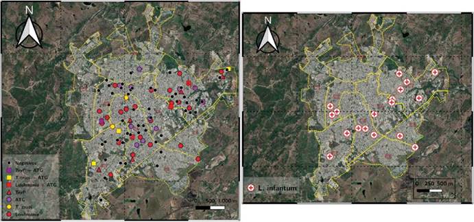 A la izquierda, distribuci&oacute;n espacial de par&aacute;sitos tripanosom&aacute;tidos y anasplasmat&aacute;ceos detectados en caninos y a la derecha, distribuci&oacute;n de Leishmania infantum en perros residentes de la zona urbana del municipio de Sincelejo.