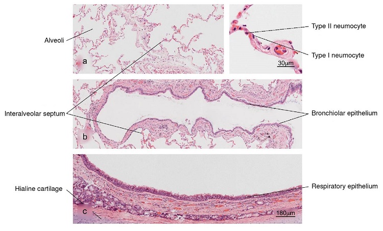Normal histology of the lung. a) Alveolar region; note the completely free alveoli for oxygen supply through the capillaries located in the interalveolar septa, b) bronchiole in longitudinal section and c) trachea - upper respiratory tract. H&E stain.