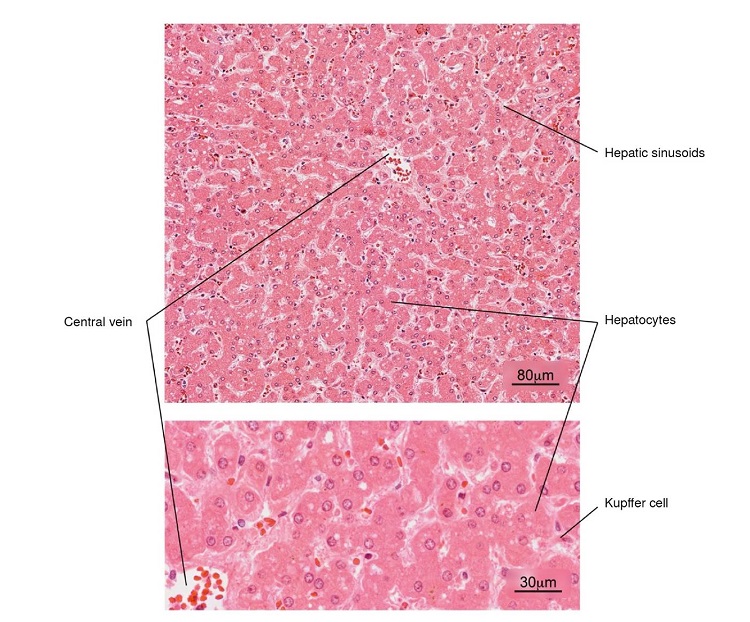 Normal histology of the liver. Note the radial arrangement of the hepatic plates from the central vein of a hepatic lobule. The lower image shows in more detail the hepatocytes and some Kupffer cells located in the sinusoids. H&E stain. 