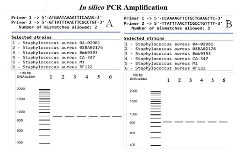 In silico PCR amplifications. A. SapS gene amplifications using the oligonucleotide primers described by du Plessis, et al. 8. B. Amplifications of the SapS gene region encoding for the mature extracellular acid phosphatase (SapS2) using our set of oligonucleotide primers. In both cases, DNA templates were from the 49 S. aureus strains and the 11 coagulase-negative Staphylococcus strains, and from the plasmids housed in the database with the in silico analysis of bacterial genomes 10. Amplifications of six coagulase-positive S. aureus strains are shown as examples. No amplifications were found for coagulase-negative strains.