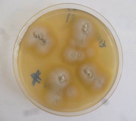 Cultivo de Trichophyton tonsurans