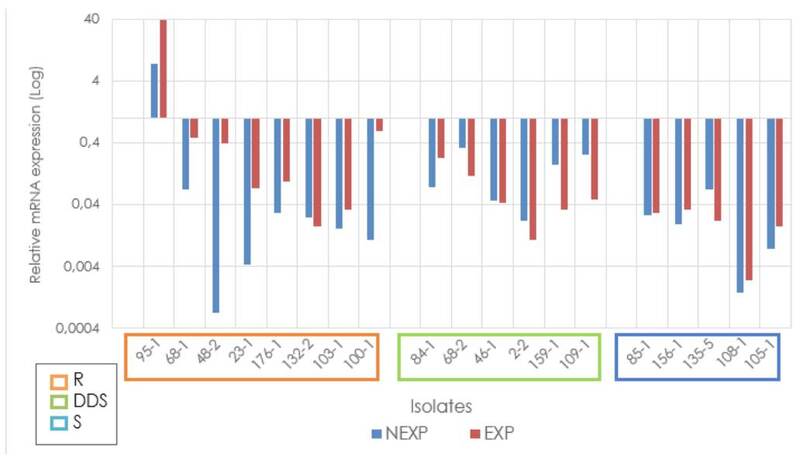 Relative expression of the MDR1 gene in Candida tropicalis