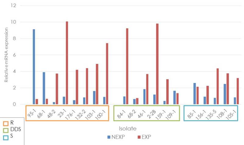 Relative expression of the ERG11 gene in Candida tropicalis