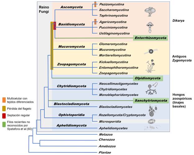 Árbol de la vida del reino Fungi