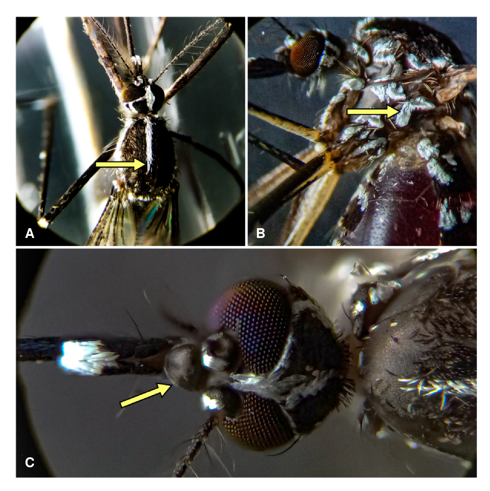 Caracteres diagn&oacute;sticos de Aedes albopictus: (A) l&iacute;nea media blanca sobre el dorso del t&oacute;rax; (B) patr&oacute;n de escamas blancas en forma de "V" en el mesanep&iacute;mero y (C) cl&iacute;peo totalmente negro.
