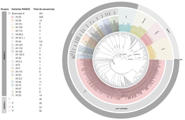 &Aacute;rbol filogen&eacute;tico con sublinajes delta y otros ciados como ο, α, γ y μ. Se observa la amplia diversidad de sublinajes (n=54) presentes en el linaje δ a partir del an&aacute;lisis de 515 genomas seleccionados seg&uacute;n criterios de calidad espec&iacute;ficos. Este an&aacute;lisis revel&oacute; la gran representatividad del sublinaje AY.25 (50,13 %) (rosado). Se aprecian dos clusters seg&uacute;n los ancestros comunes de los linajes SARS-CoV-2 que los anteceden. El primero est&aacute; conformado por los linajes ο, α y γ, y el segundo grupo est&aacute; definido por los linajes μ y los sublinajes δ.