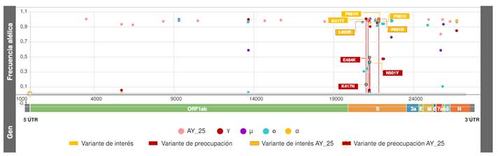 Estimaci&oacute;n de las frecuencias al&eacute;licas de mutaciones de inter&eacute;s (rect&aacute;ngulo amarillo) y preocupaci&oacute;n (rect&aacute;ngulo rojo) en el sublinaje AY.25 (rosado) versus ο (azul claro), γ (rojo), α (amarillo) y μ (morado). Las variantes de preocupaci&oacute;n L452 y P681R restringen su presencia a AY.25 y comprenden una frecuencia de 0,99.