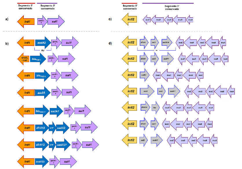Esquema de los principales integrones de clase 1 (Int1) y de clase 2 (Int2) descritos en Typhimurium multirresistente. Las flechas de color naranja, purpura y azul-gris representan los extremos conservados 5' y 3' y la regi�n variable de los Int1 e Int2, respectivamente. En a) y c), los extremos 5' y 3' conservados en los Int1 e Int2 cl�sicos; en b) y d), los principales Int1 e Int2 reportados junto con el arreglo de genes que conforman la RV.