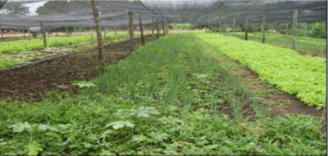 Horta em Puerto Su&aacute;rez, Bol&iacute;via