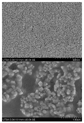 SEM micrographs for PVA/TiO2
polymeric films at different magnifications.