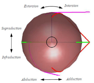 Movements of the right eyeball as seen
from the front of the face.