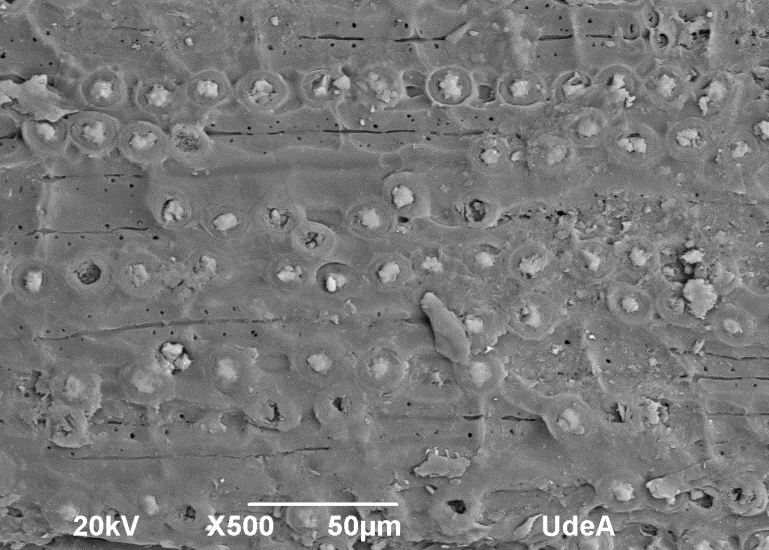 SEM micrograph of the surface morphology of coconut fiber.