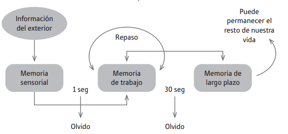 Estructura de la arquitectura cognitiva humana