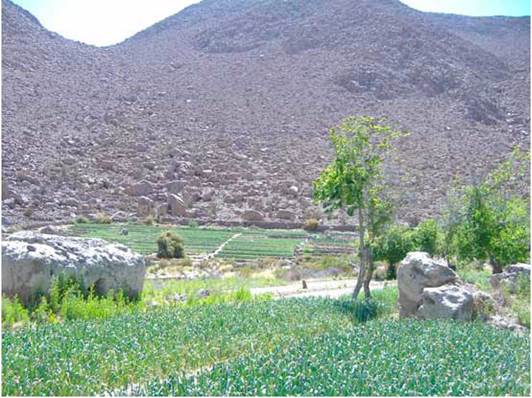 Dos de las chullpas en el sector inferior del pukara y en medio de campos agrícolas