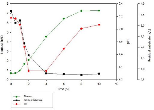 Growth kinetics of Escherichia coli in BHI medium