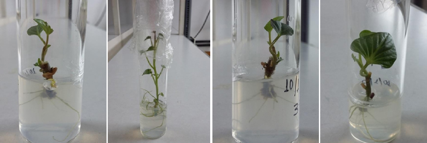 Micropropagación in vitro.