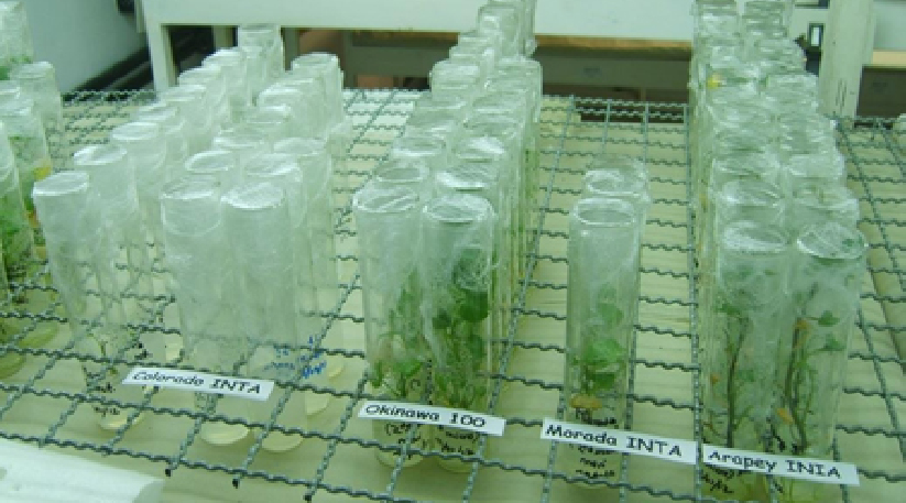 Micropropagación in vitro.