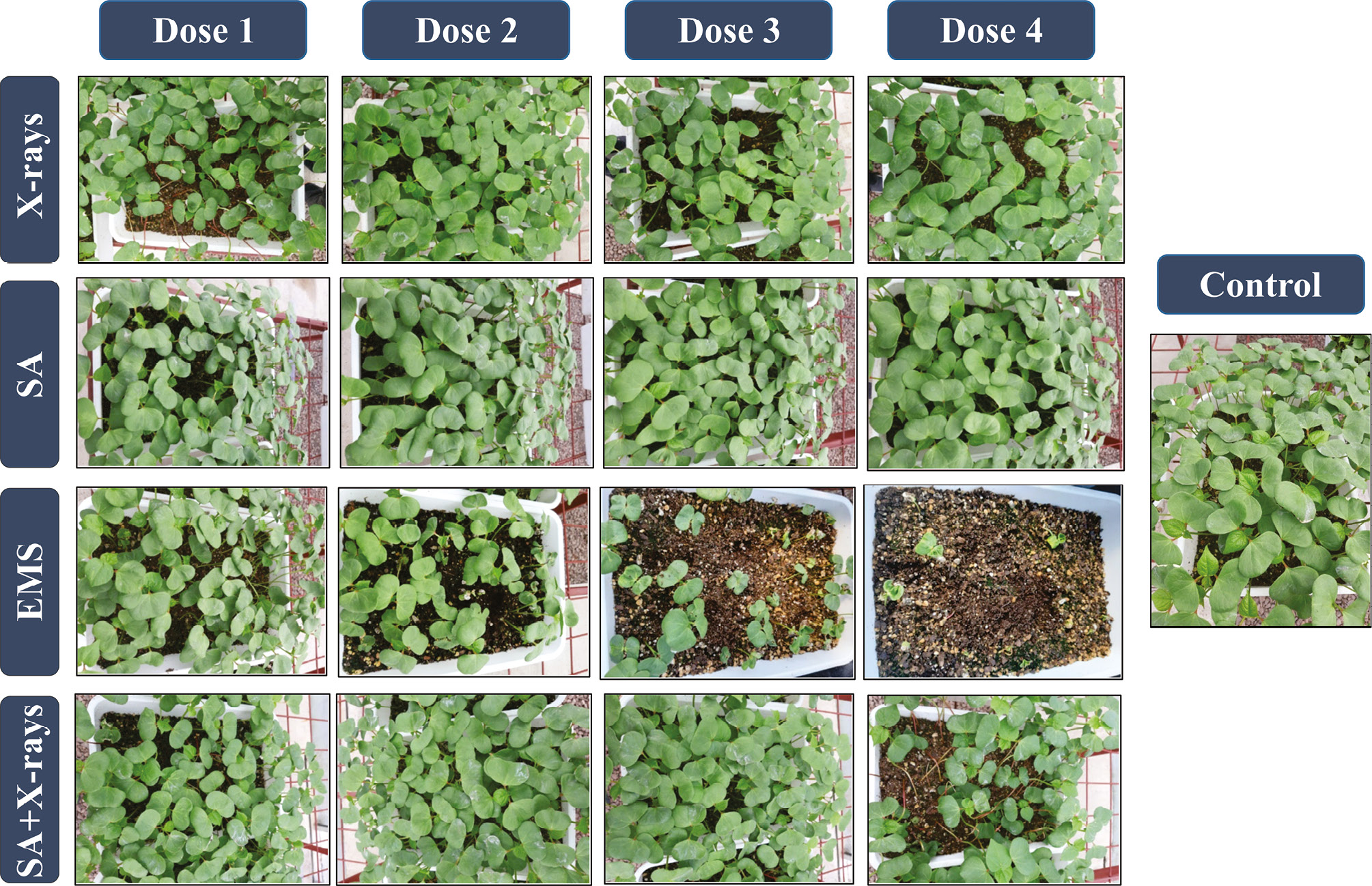 Supplemental figure 1.