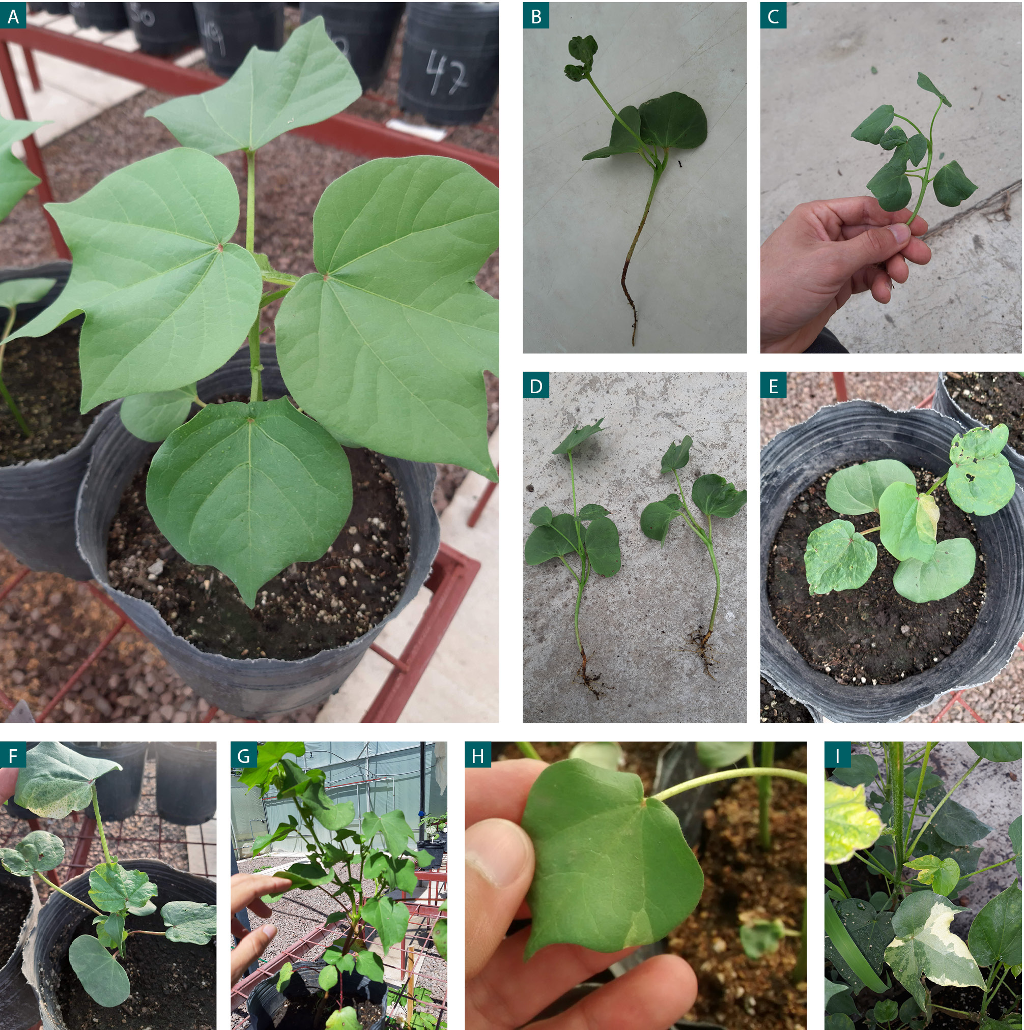 Supplemental figure 2.