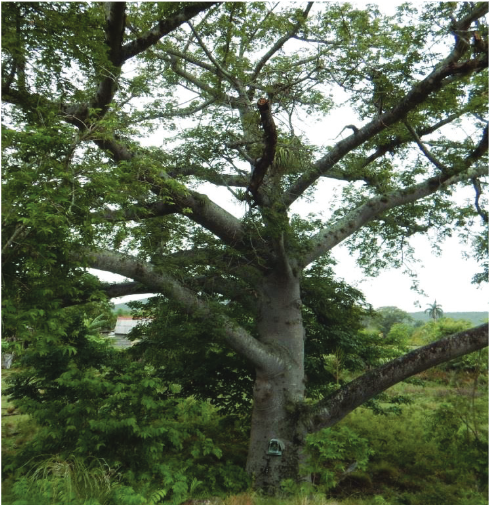 �rbol de ceiba con imagen de Virgen de La Caridad colgada en el tronco. Managuaco, Cuba.