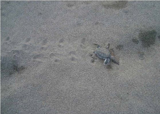Filhote de Chelonia
mydas na praia de Tortuguero