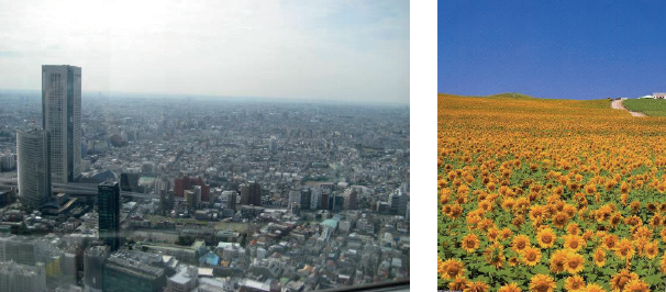 Oposici&oacute;n entre la imagen urbana de Jap&oacute;n, a la izquierda (Tokyo, fotograf&iacute;a propia, marzo 2009) y, a la derecha, el paisaje de girasoles que compone una de las im&aacute;genes gen&eacute;ricas sobre Espa&ntilde;a hoy d&iacute;a