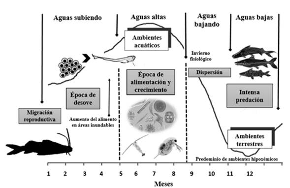 Dinámica del ciclo hidrológico sobre la migración en bagres (Adaptado de Lowe-McConnel, 1987; Barthem y Fabré 2003).