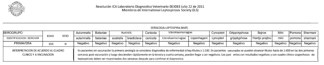 Diagnóstico serológico prueba de aglutinación microscópica - MAT resultado negativo a diversos serovares de 
							Leptospira sp.