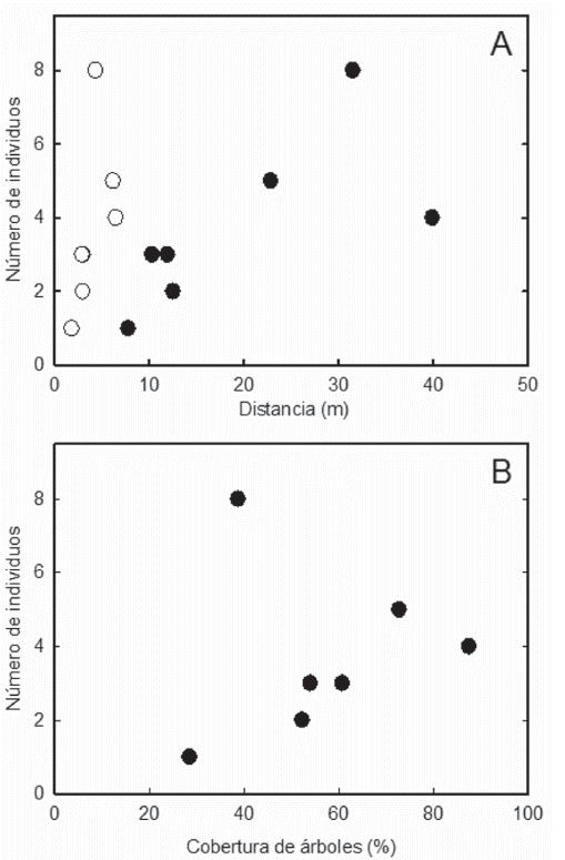 Asociación entre el número de individuos de Saccopteryx leptura y variables ambientales tomadas en los edificios usados como refugio en el campus de la Universidad de los Llanos, Villavicencio. A) Variación de número de individuos respecto a la distancia a lámparas de luz (puntos negros) y a la distancia suelo-percha o altura a la percha (puntos blancos). B) Variación de número de individuos y la cobertura de árboles.