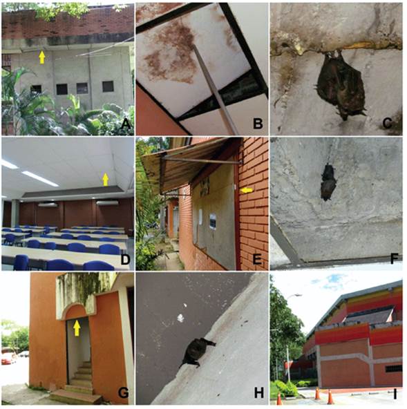  Edificios usados como refugios por Carollia perspicillata: A).BB; B). Rascacielo usado como refugio en BB; C). Madre y cría en CD; D). Salones AE314 y AE315. Refugios usados por M. molossus: E). TB. F). FCBI. Refugios usados por P. elongatus: G). ESCA; H). Individuo perchado en COL; I). COL. Las abreviaturas corresponden a las usadas en la Tabla 1. Las flechas indican el sitio de percha de los murciélagos.