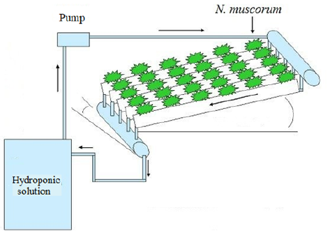 Hydroponic system for N. muscorum culture. Modified from Lenzi et al., (2011).