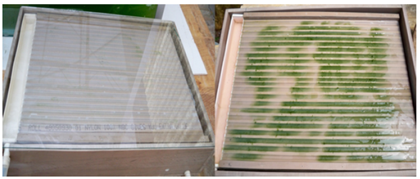 Appearance of N. muscorum growth in a hydroponic system with a solid substrate. Left: Day 1. Right: Day 4.