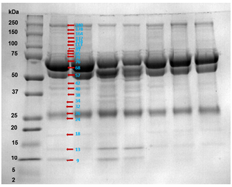 Perfil electrofor&eacute;tico unidimensional de bandas de prote&iacute;na de fluido folicular de ovarios de vacas Ceb&uacute; comercial. El marcador de peso molecular, se ubic&oacute; al lado izquierdo de la imagen, el peso molecular de las bandas de prote&iacute;nas se relacionaron en kilo Dalton (kDa). Con flechas caf&eacute; se se&ntilde;alan las bandas de prote&iacute;nas presentes en este estudio.