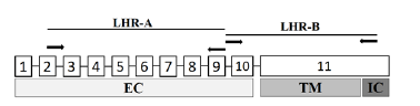 Representación de la ubicación de los cebadores (flechas) para la PCR de los fragmentos LHR-A y LHR-B. Los recuadros numerados representan los exones. Se muestran los dominios de la proteína (EC, extracelular TM región de transmembrana e IC, dominio intracelular. Nogueira et al., (2007).