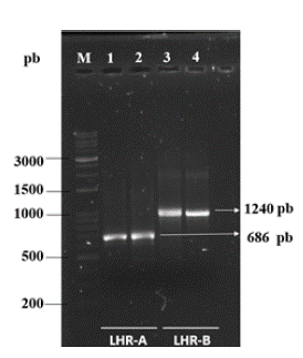 Electroforesis de los fragmentos LHR-A y LHR-B, de vacas de las razas Romosinuano (RS) y Brahman (Br). Carriles 1 y 3: RS, 2 y 4: Br.
