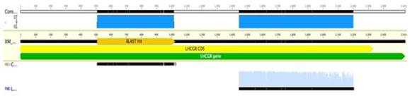 Representación gráfica de los fragmentos LHR-A y LHR-B secuenciados para la raza Br, sobre la región codificante XM_019969469 (Genbank). Software Geneious R8.