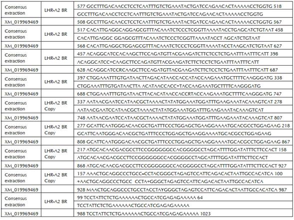 Comparación entre la secuencia de la región codificante del fragmento LHR-A Br y la secuencia de referencia Bos indicus >XM_019969469 del Genebank. Identities = 507/516 (98%), Gaps = 2/516 (0%).