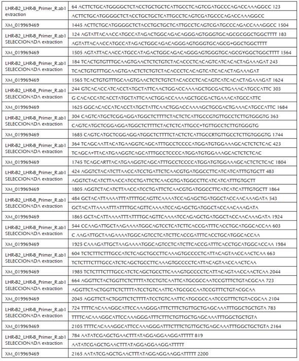 Comparación entre la secuencia de la región codificante del fragmento LHR-B Br y la secuencia de referencia Bos indicus >XM_019969469 del Genebank. Identities = 751/756 (99%), Gaps = 0/756 (0%).