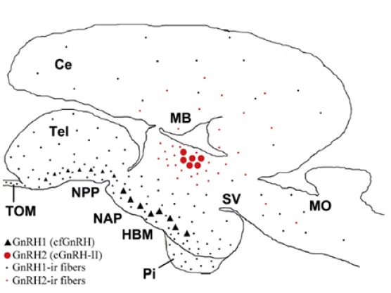 Diagrama sagital del cerebro de Steindachneridion parahybae que resume la distribución de GnRH 1-2 y sus respectivas fibras neuronales inmunoreactivas. Ce, cerebelo; HBM, hipotálamo basal medial; MB, cerebro medio; MO, médula oblongata; NAP, núcleo anterioris periventricular; NPP, núcleo preóptico periventricular; Pi, glándula pituitaria; SV, saccus vasculosus; Tel, telencéfalo; TOM, tracto olfativo medial. Tomada de (Honji et al., 2019).