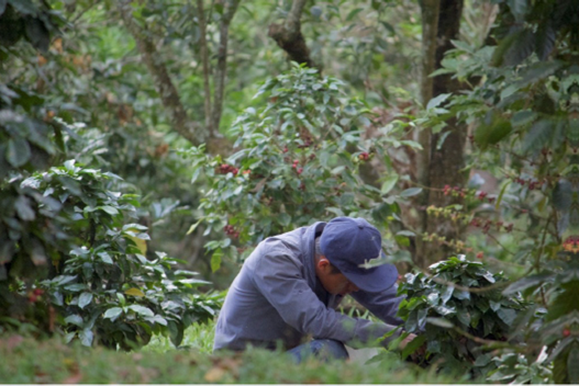 Productor de café en un cafetal