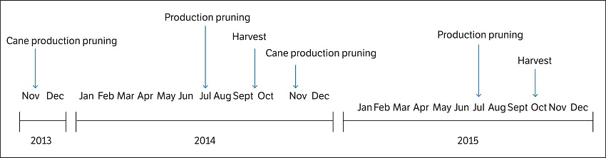 Production cycles of the vine cultivar Sugrathirteen (Midnight Beauty®) in two years farming.
