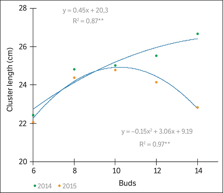 Interaction between pruning seasons in cluster length (cm) on cv. Sugrathirteen (Midnight Beauty®) with different bud loads during the seasons 2014 and 2015, Petrolina, Pernambuco, Brazil.