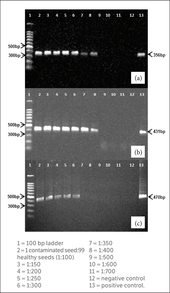 IC-RT-PCR detection of: (a) Tobacco mosaic virus (TMV); (b) Tomato mosaic virus (ToMV) in lots of tomato seeds and (c) Pepper mild mottle virus (PMMoV) in lots of pepper seeds.
